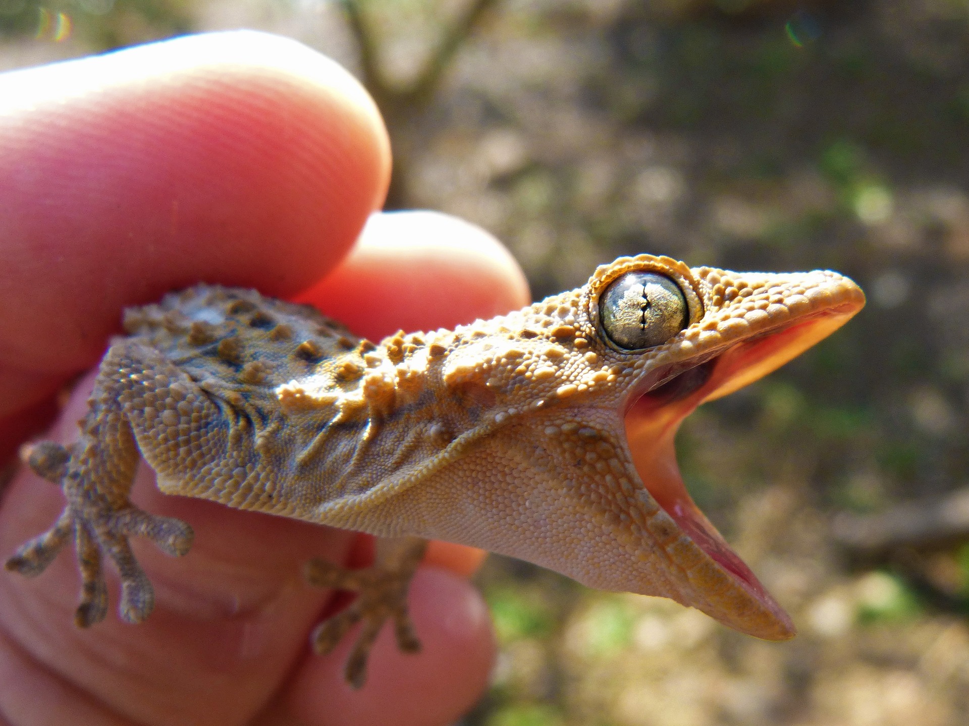 A gecko being held and screaming