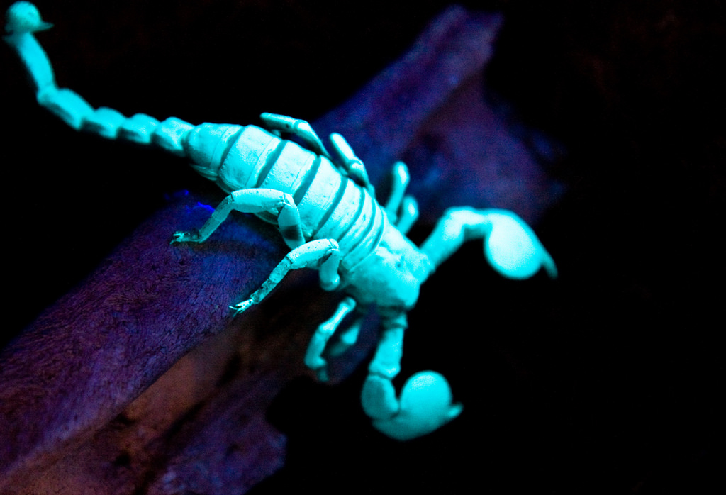 Glowing scorpion
