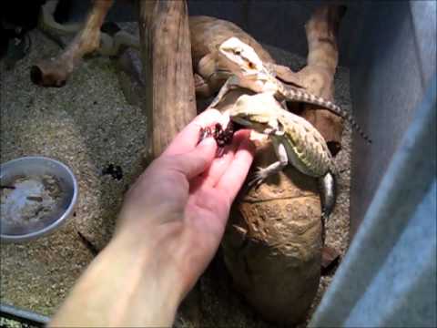 Hand feeding canned crickets to beardies