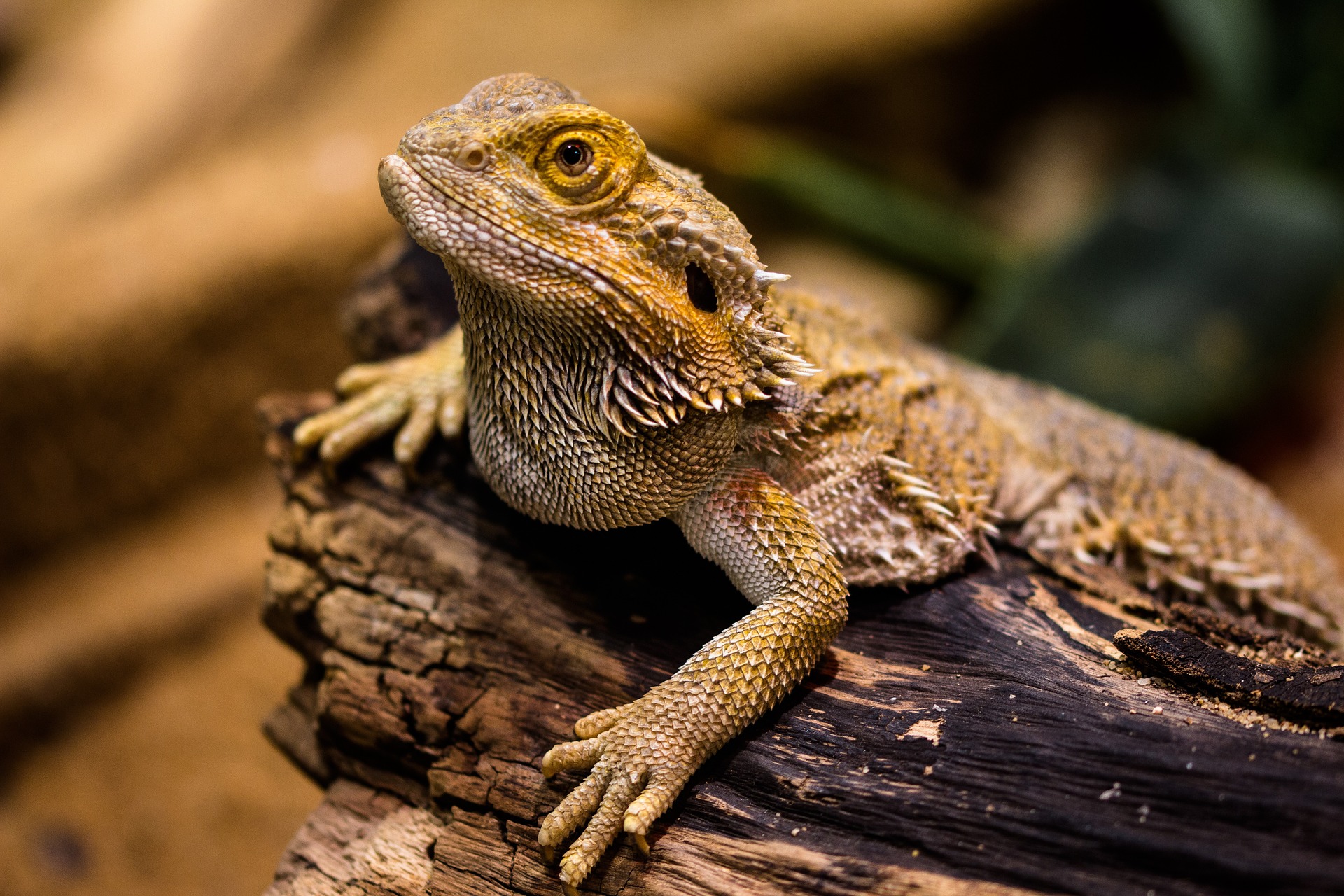 blue eyed bearded dragon