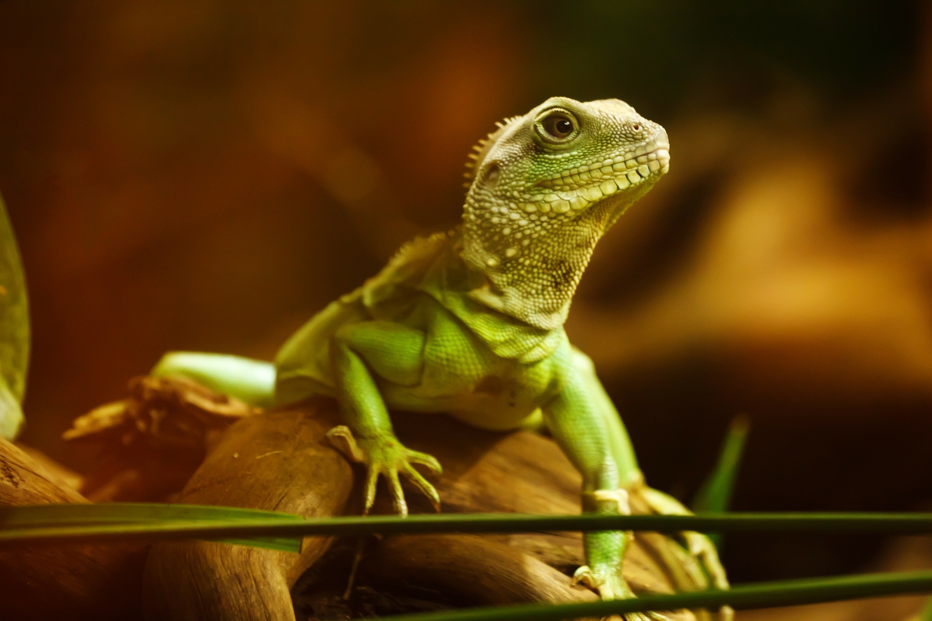 Photo of green lizard on branch in enclosure