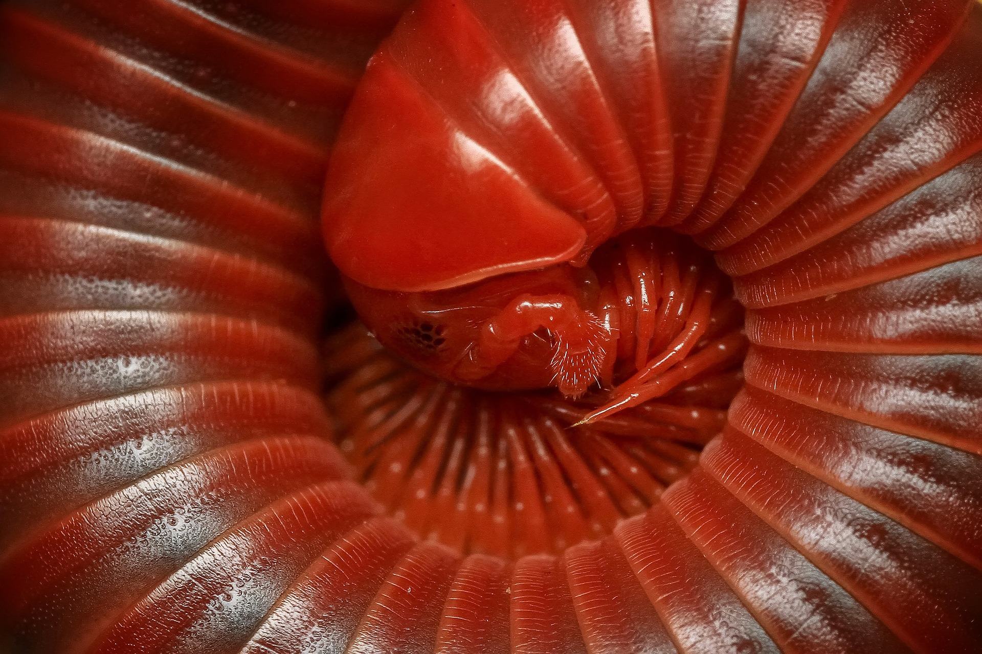 Curled red millipede