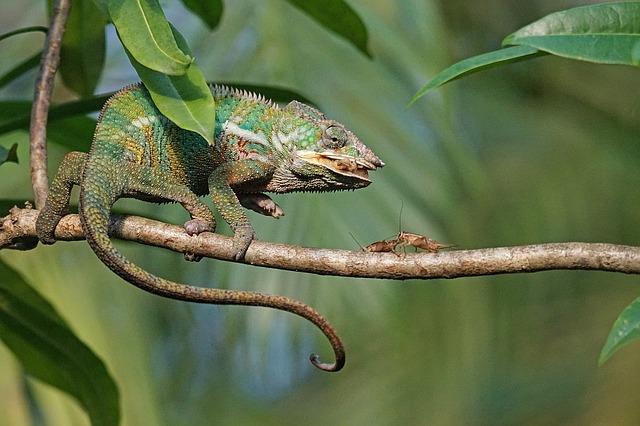 Photo of chameleon eating crickets