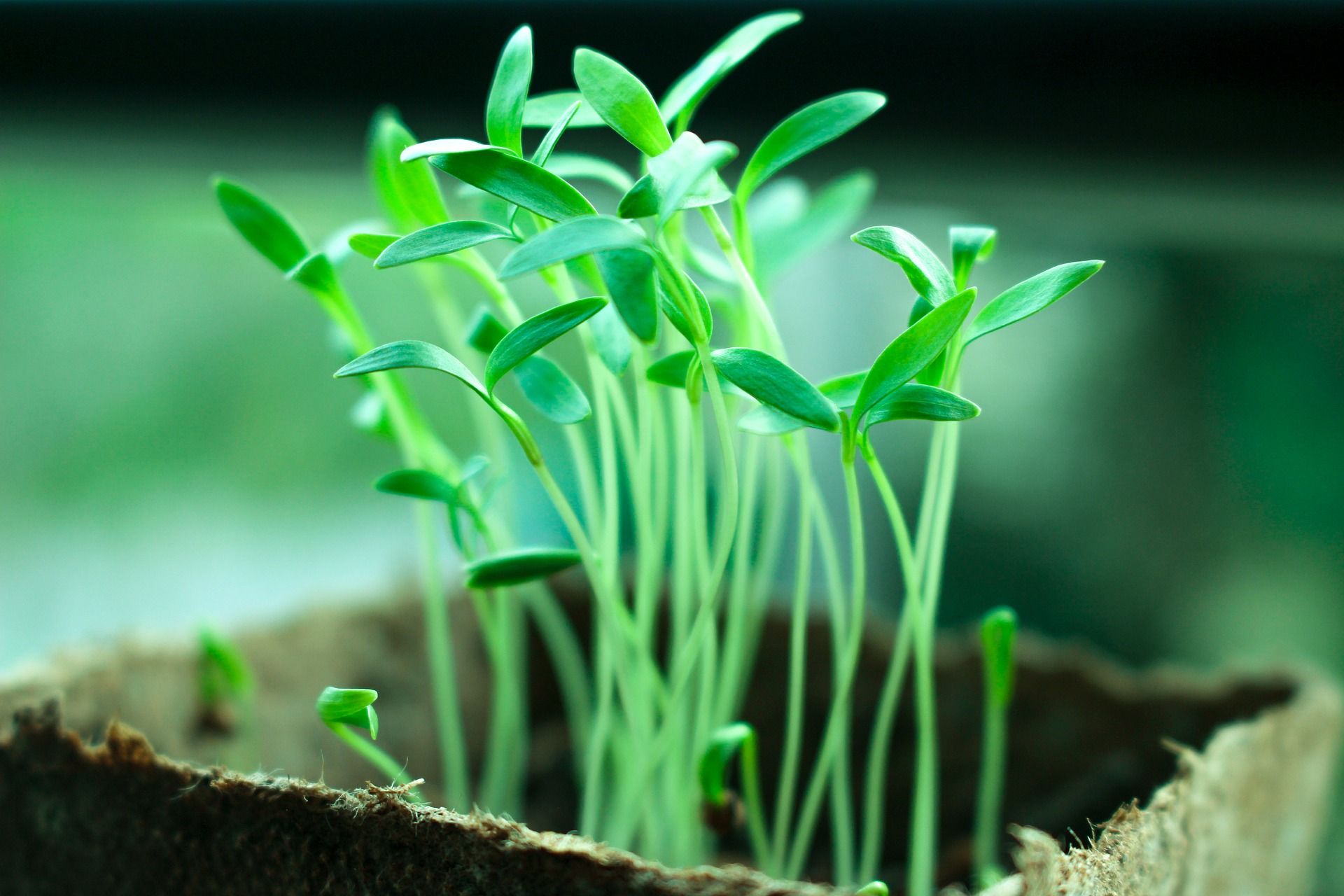 Photo of young green plants in a box