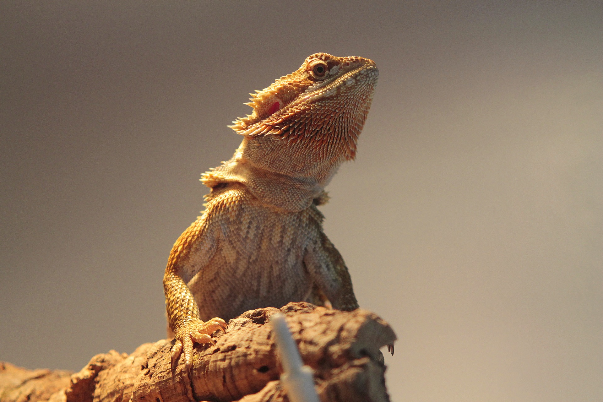 Photo of bearded dragon on log