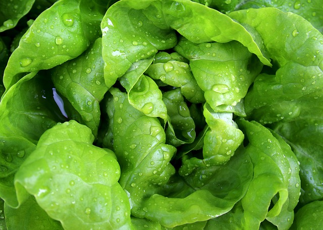 Green lettuce