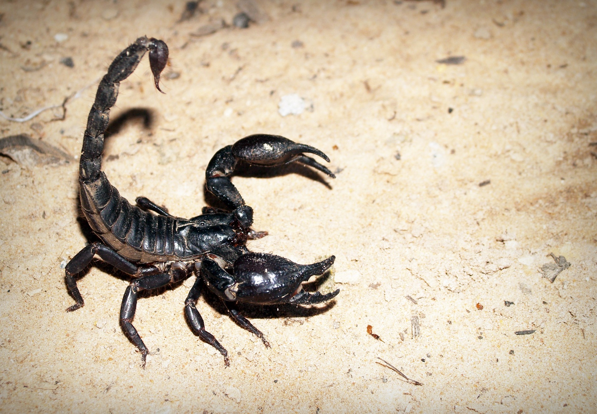 What Do I Need to Take Home My Scorpion? - The Tye-Dyed Iguana