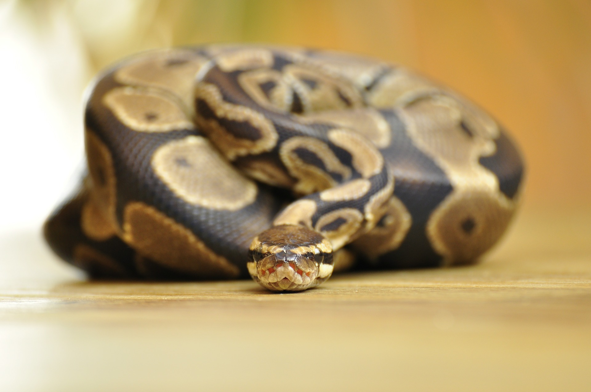 Photo of ball python in coil