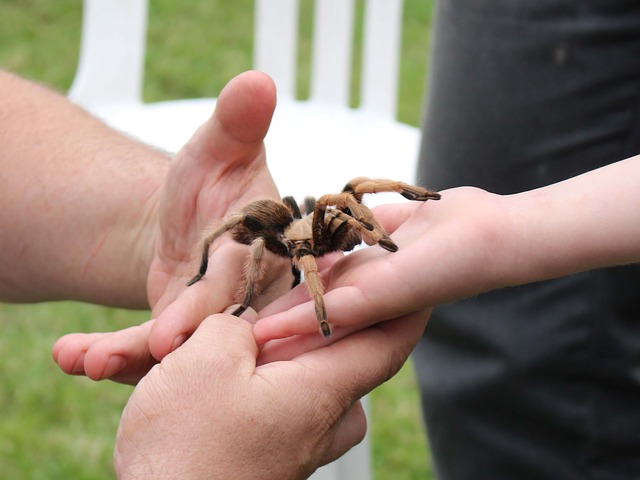 Adult helping child hold tarantula