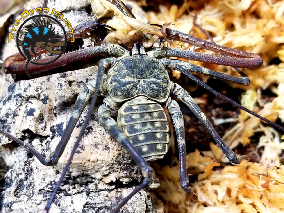 desert vinegaroon spider