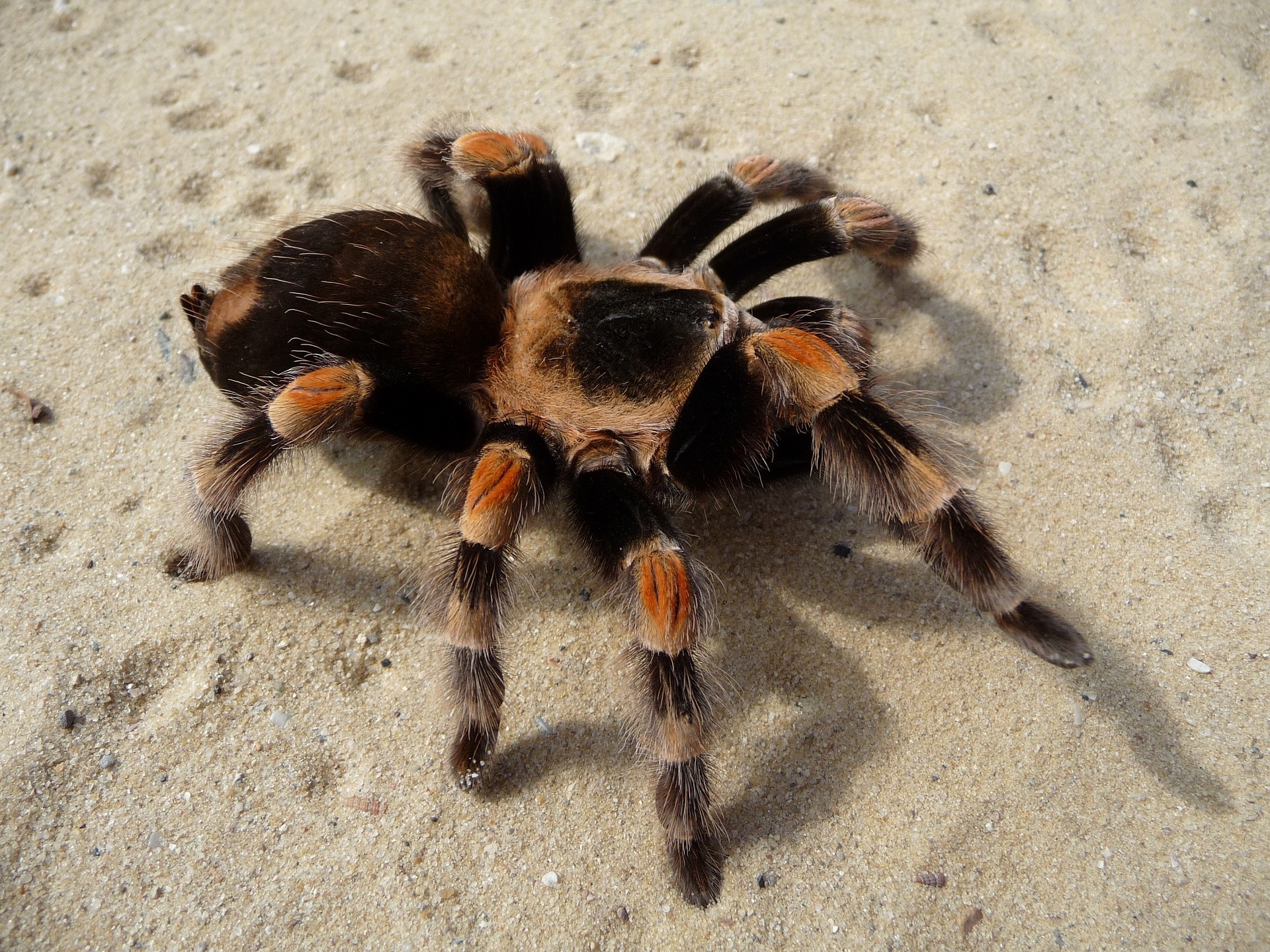 Photo of tarantula on sand