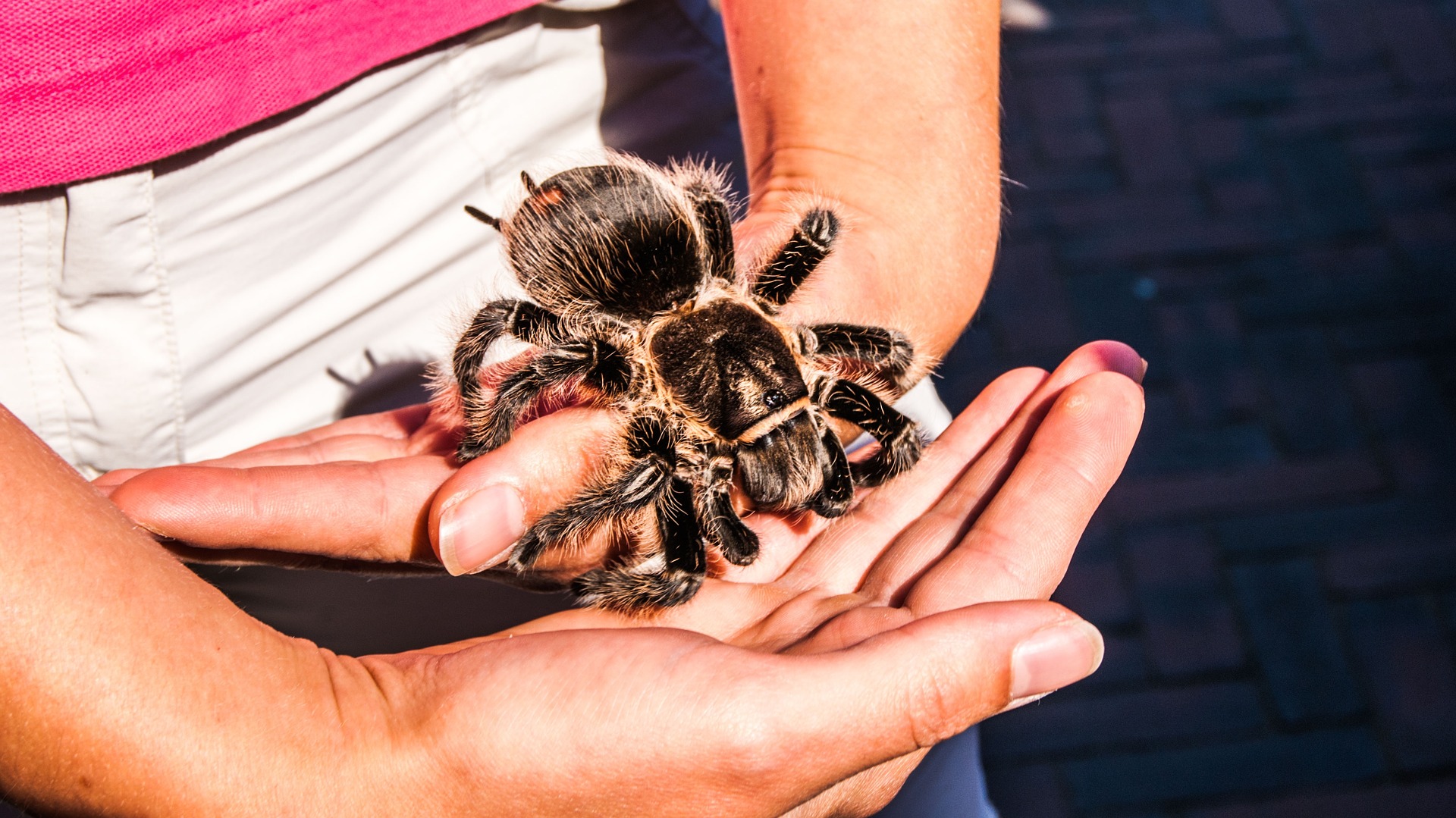 Person holding tarantula in hands