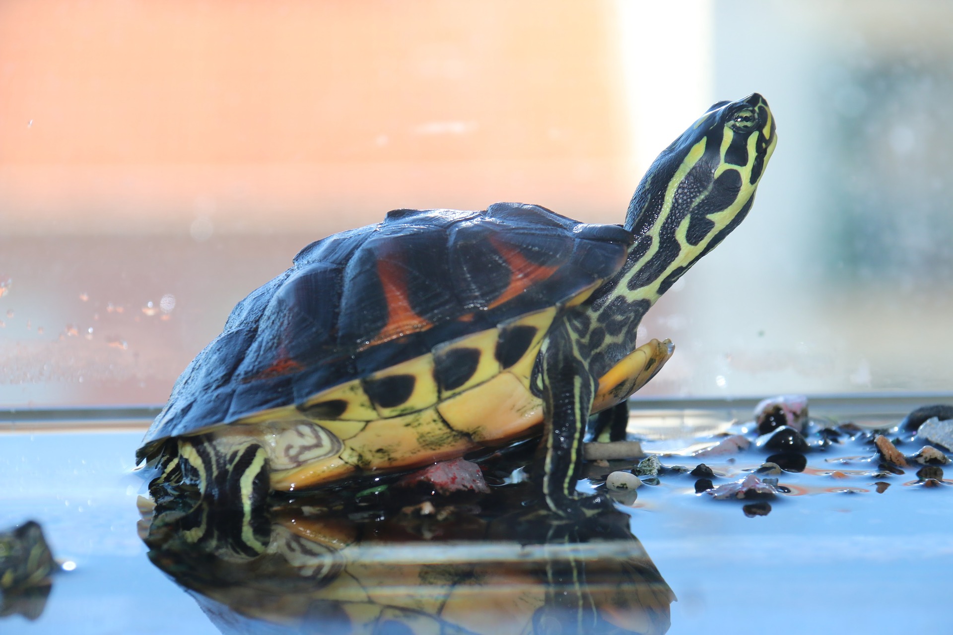 Turtle above water in tank