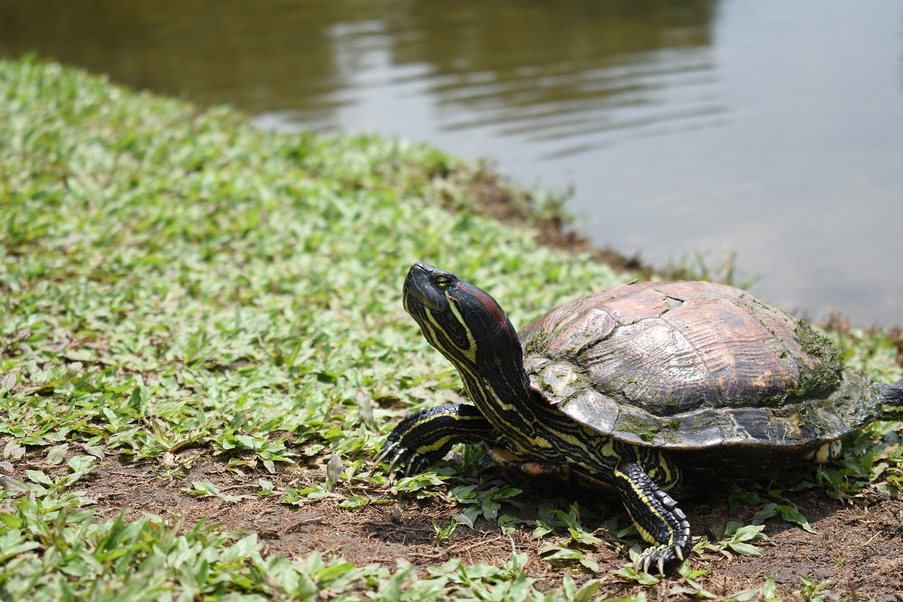 Photo of red-eared slider outside pond