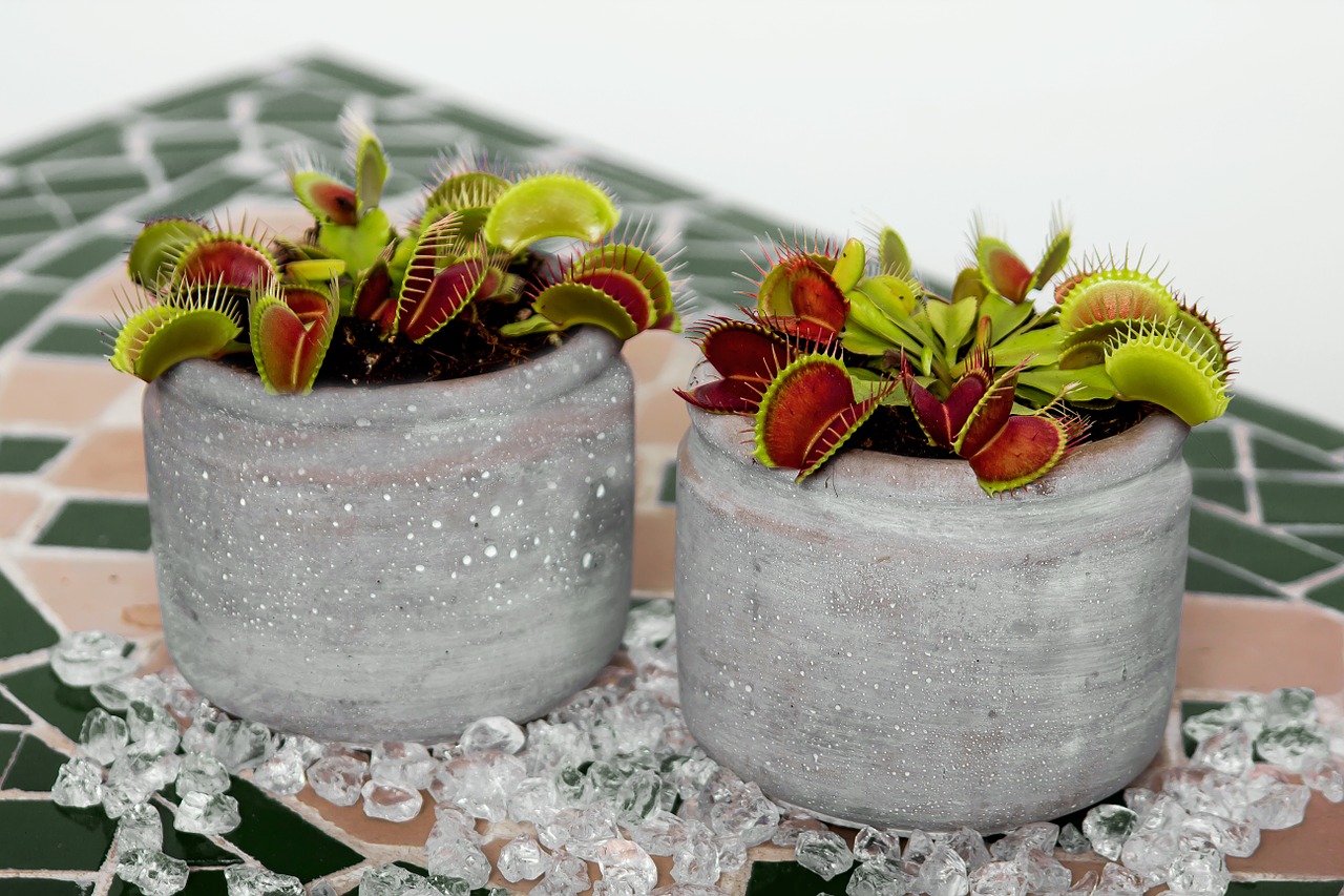 Photo of potted Venus flytraps